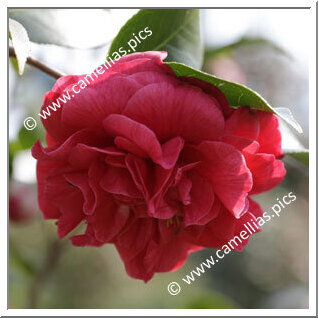 Camellia Japonica 'Comte de Gomer Rubra'