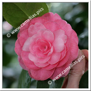 Camellia Japonica 'Gordonii'