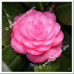Camellia Japonica 'Gordonii'