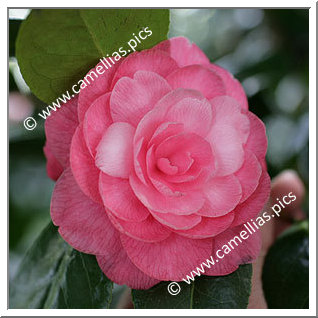 Camellia Japonica 'Gordonii'