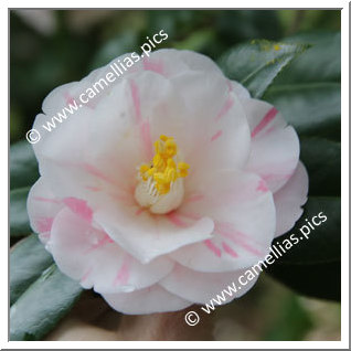 Camellia Japonica 'Goshiki-chiritsubaki'