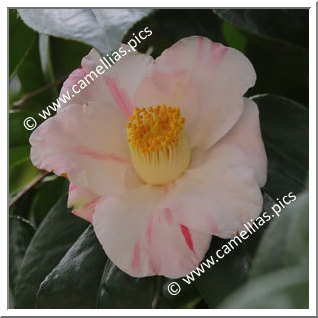 Camellia Japonica 'Gosho-nishiki'