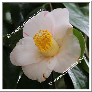 Camellia Japonica 'Gosho-nishiki'