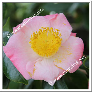 Camellia Higo Camellias 'Goshozakura'