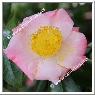 Camellia Camellia Japonica de Higo 'Goshozakura'