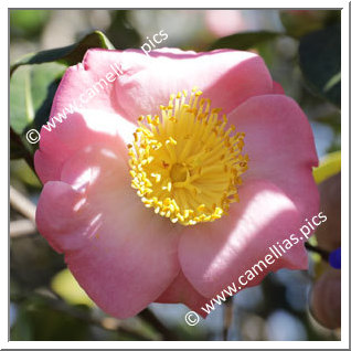 Camellia Camellia Japonica de Higo 'Goshozakura'