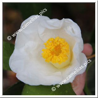 Camellia Japonica 'Gozen-no-yuki'