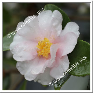 Camellia Hybrid 'Principessa Grace'