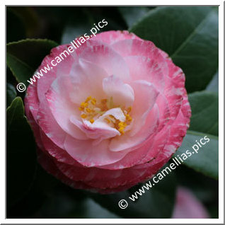 Camellia Japonica 'Grace Albritton'