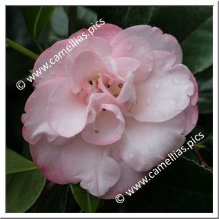 Camellia Japonica 'Grace Bunton'