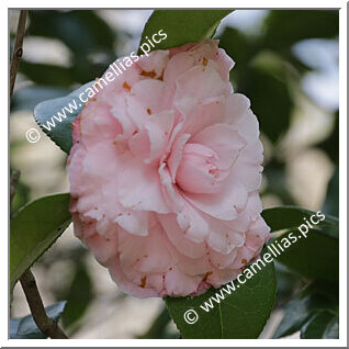 Camellia Japonica 'Graceland'