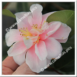 Camellia Sasanqua 'Grady's Egao'