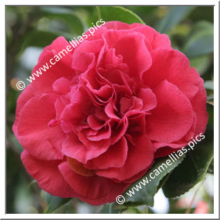 Camellia Japonica 'Granada'