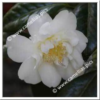 Camellia Japonica 'Grand Finale'