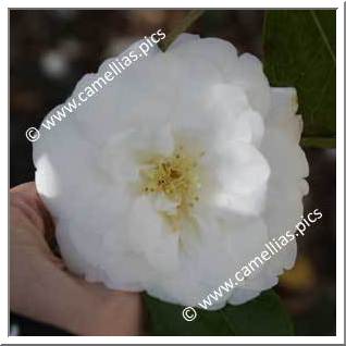 Camellia Japonica 'Grand Finale'