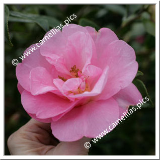 Camellia Hybrid C.reticulata 'Grand Jury'