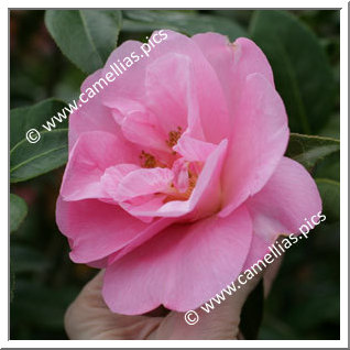 Camellia Hybrid C.reticulata  'Grand Jury'