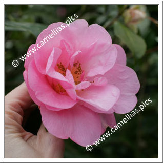 Camellia Hybrid C.reticulata 'Grand Jury'