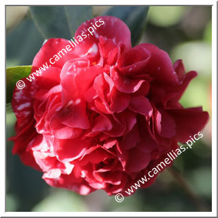 Camellia Japonica 'Grand Marshal'