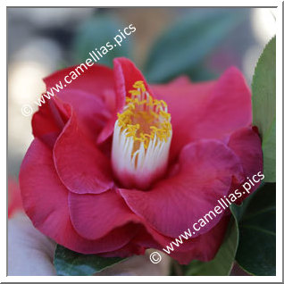 Camellia Japonica 'Grand Prix'