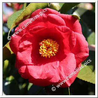 Camellia Japonica 'Grand Slam'