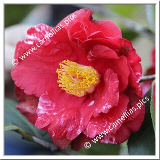 Camellia Japonica 'Grand Slam Variegated'