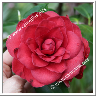Camellia Japonica 'Grand Sultan'