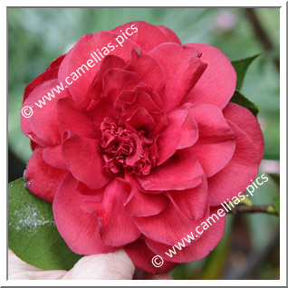 Camellia Japonica 'Grand Sultan'