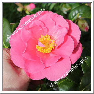 Camellia Japonica 'Grandeur'