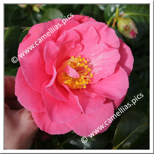 Camellia Japonica 'Grandeur'