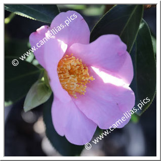 Camellia Species 'C. grandiflora'