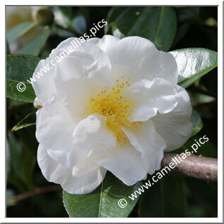 Camellia Japonica 'Grandiflora Superba'