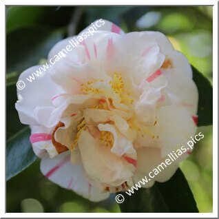 Camellia Japonica 'Granduchessa d'Etruria'