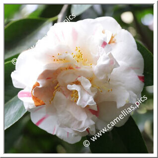 Camellia Japonica 'Granduchessa d'Etruria'