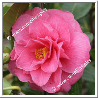 Camellia Japonica 'Granite Dells'