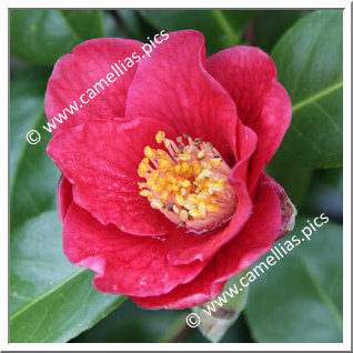 Camellia Japonica 'Grape Soda'