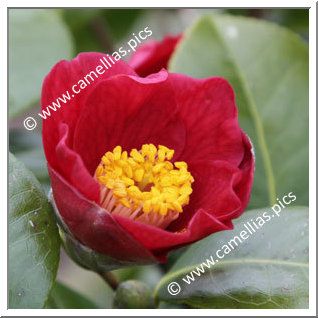 Camellia Japonica 'Grape Soda'