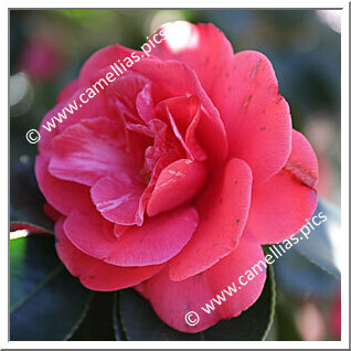 Camellia Japonica 'Great Eastern'
