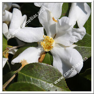 Camellia Species 'C. grijsii'