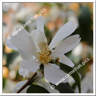 Camellia Species 'C. grijsii'