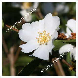 Camellia Species 'C. grijsii'