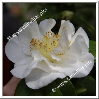 Camellia Japonica 'Grunellii '
