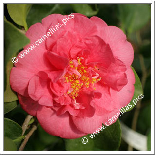 Camellia Japonica 'Guest of Honor'