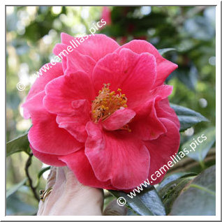 Camellia Japonica 'Guilio Nuccio'