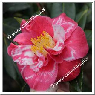 Camellia Japonica 'Guilio Nuccio Variegated'