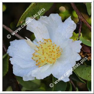 Camellia Sasanqua 'Gulf Glory '