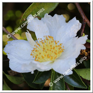 Camellia Sasanqua 'Gulf Glory '