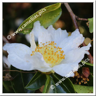 Camellia Sasanqua 'Gulf Glory '