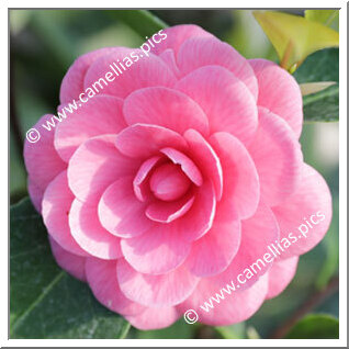 Camellia Japonica 'Guthriana'