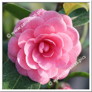 Camellia Japonica 'Guthriana'